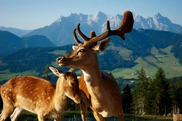 TIMOKS-ALM TIMOKS-ALM